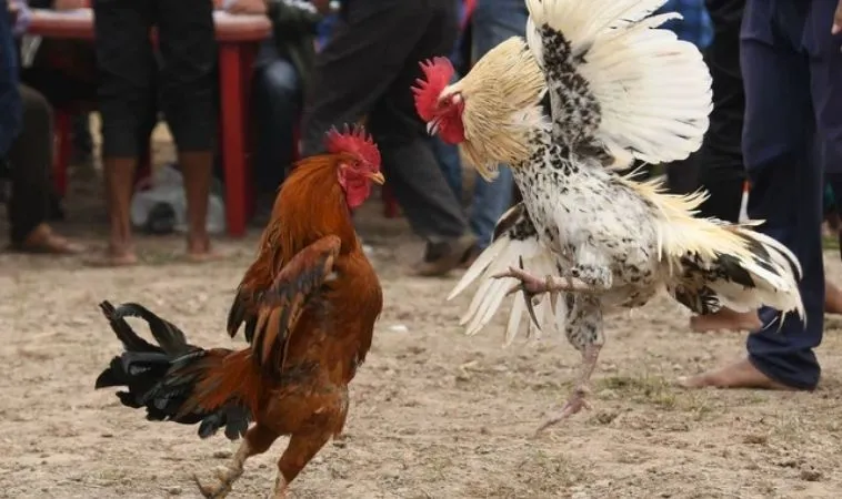 Tham gia cá cược đá gà hấp dẫn tại nhà cái EV88